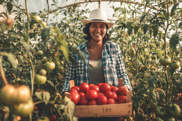 tomatoes